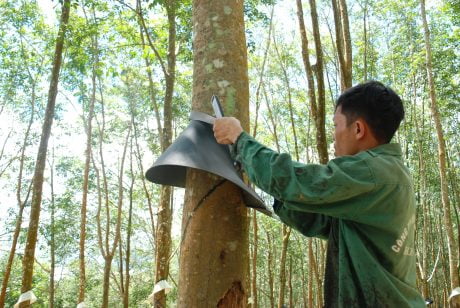 máng che mưa cho cây cao su được sử dụng phổ biến và hiệu quả