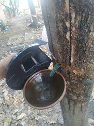 Nắp che tô chắn mưa