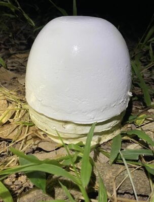 Phèn chua đánh đông mủ cao su giúp đánh đông mủ chén, mủ nước
