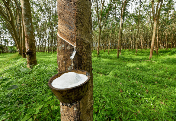 Có thể dùng phèn chua đánh đông mủ cao su trực tiếp trên chén hứng mủ ( sau khi mủ đã chảy hết)