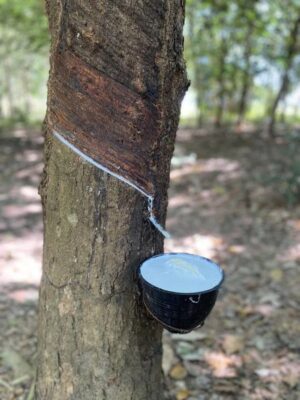 Chén nhựa hứng mủ cao su 1.8L